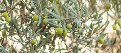 Oil, a look at the past